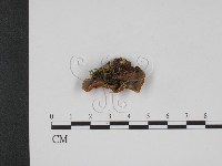 登錄號:F0001097藏品圖，第1張