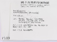 韌革菌屬藏品圖，第2張