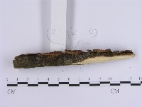 韌革菌屬藏品圖，第3張