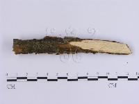 韌革菌屬藏品圖，第4張