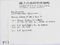 蠔韌革菌藏品圖，第2張