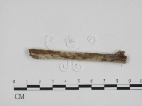 登錄號:F0001104藏品圖，第1張