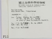 銳孔菌屬藏品圖，第2張