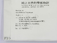 銳孔菌屬藏品圖，第2張