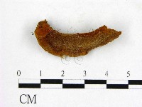 登錄號:F0001107藏品圖，第1張