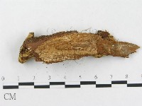 硬孔菌屬藏品圖，第4張