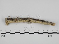 登錄號:F0001110藏品圖，第1張