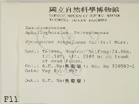 血紅密孔菌藏品圖，第2張