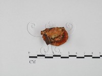 血紅密孔菌藏品圖，第3張
