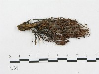 登錄號:F0001113藏品圖，第1張