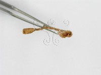 登錄號:F0001114藏品圖，第5張