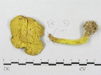 登錄號:F0001115藏品圖，第1張