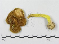 登錄號:F0001115藏品圖，第3張