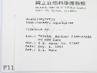 鬼傘屬藏品圖，第2張