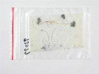 鬼傘屬藏品圖，第1張