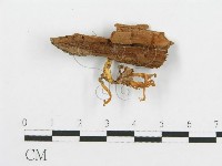 登錄號:F0001130藏品圖，第1張