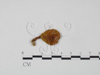 登錄號:F0001131藏品圖，第1張