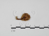 登錄號:F0001131藏品圖，第3張