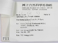 重傘靈芝藏品圖，第3張