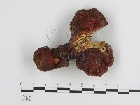 重傘靈芝藏品圖，第1張