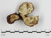 重傘靈芝藏品圖，第4張