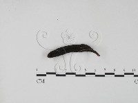 登錄號:F0001136藏品圖，第3張