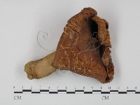 登錄號:F0001137藏品圖，第1張