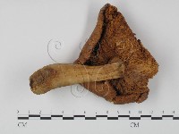 登錄號:F0001137藏品圖，第3張