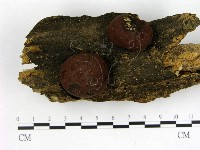 登錄號:F0001138藏品圖，第1張