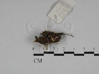 登錄號:F0001139藏品圖，第1張