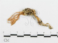 登錄號:F0001140藏品圖，第1張