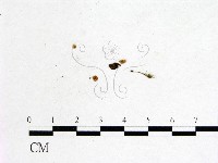 登錄號:F0001143藏品圖，第1張