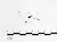 登錄號:F0001143藏品圖，第3張