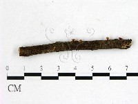 登錄號:F0001144藏品圖，第1張