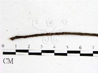 登錄號:F0001145藏品圖，第1張