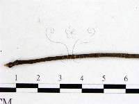 登錄號:F0001145藏品圖，第3張