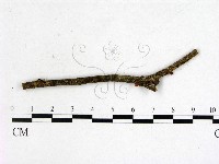登錄號:F0001147藏品圖，第1張