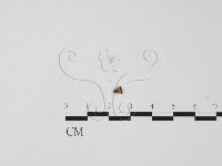 登錄號:F0001150藏品圖，第1張