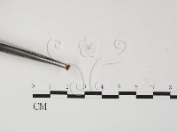 登錄號:F0001150藏品圖，第3張
