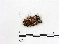 登錄號:F0001151藏品圖，第1張