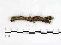 登錄號:F0001162藏品圖，第1張