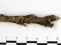 登錄號:F0001162藏品圖，第3張