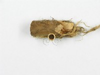 登錄號:F0001165藏品圖，第4張
