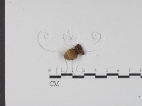 登錄號:F0001166藏品圖，第1張