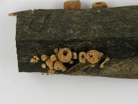 登錄號:F0001167藏品圖，第1張