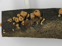 登錄號:F0001167藏品圖，第4張