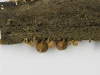 登錄號:F0001167藏品圖，第6張