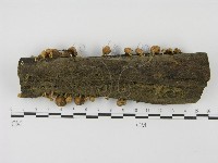 登錄號:F0001167藏品圖，第7張
