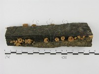 登錄號:F0001167藏品圖，第9張