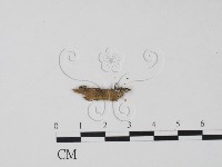 登錄號:F0001168藏品圖，第1張